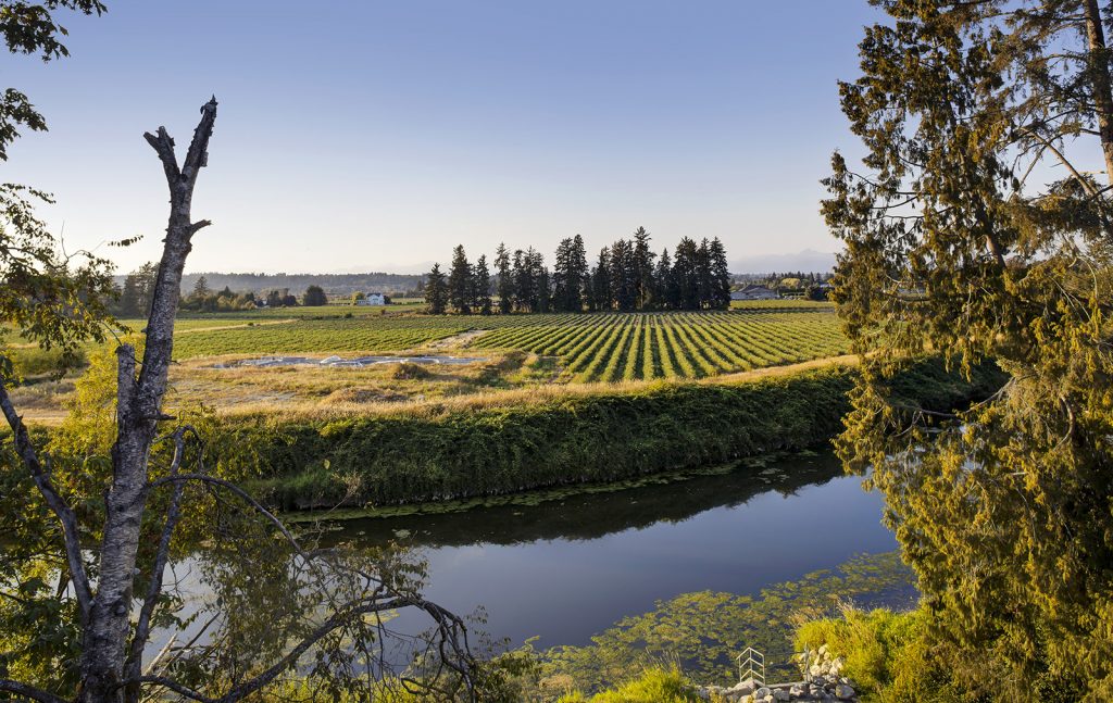 Viridian-Field-View-1-1024x647.jpg Viridian-Field-View-1-1024x647.jpg